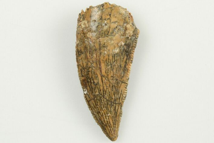 Serrated, .87" Raptor Tooth - Real Dinosaur Tooth